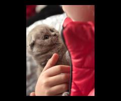 2 aylıq şotland pişiyi - 2